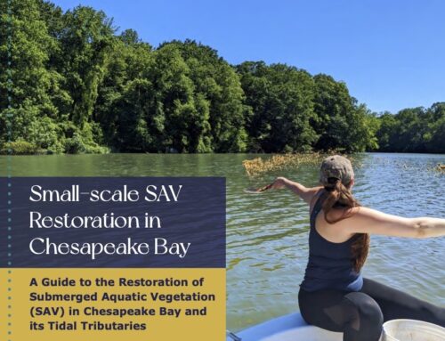 Seagrass Restoration Guide Released
