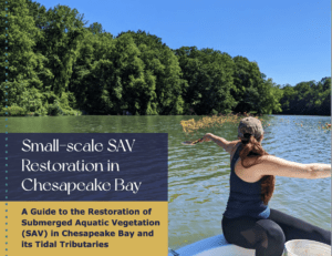 Cover of Small-scale SAV Restoration in Chesapeake Bay showing woman spreading SAV seeds and sand into the water from the front of a boat.