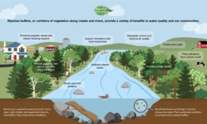 A graphic summarizing the benefits of buffers, including water quality, air quality, and ecological & social benefits.